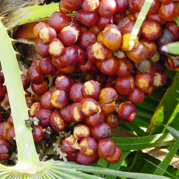 Saw Palmetto doesn’t work on Prostates CrilaForProstate