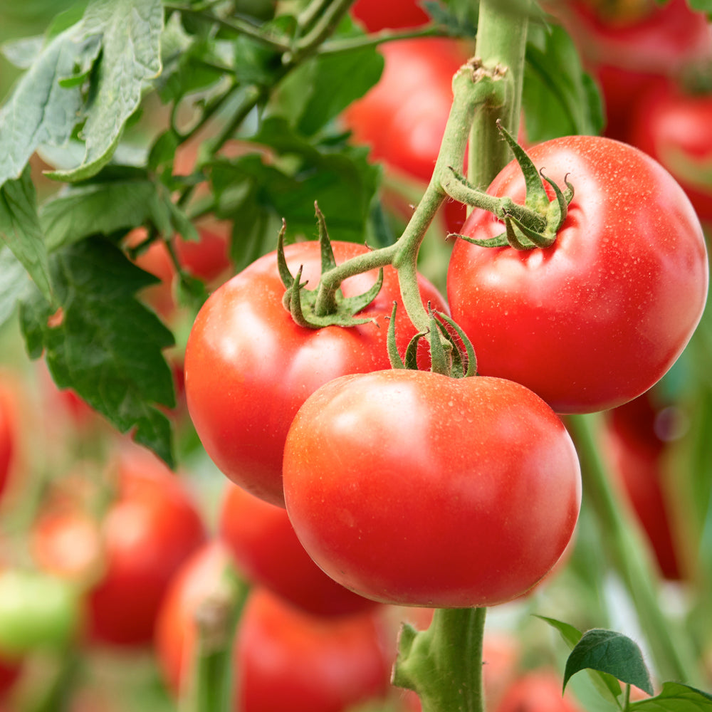 Prostate Problems? Top Fruits to Optimize Prostate Health