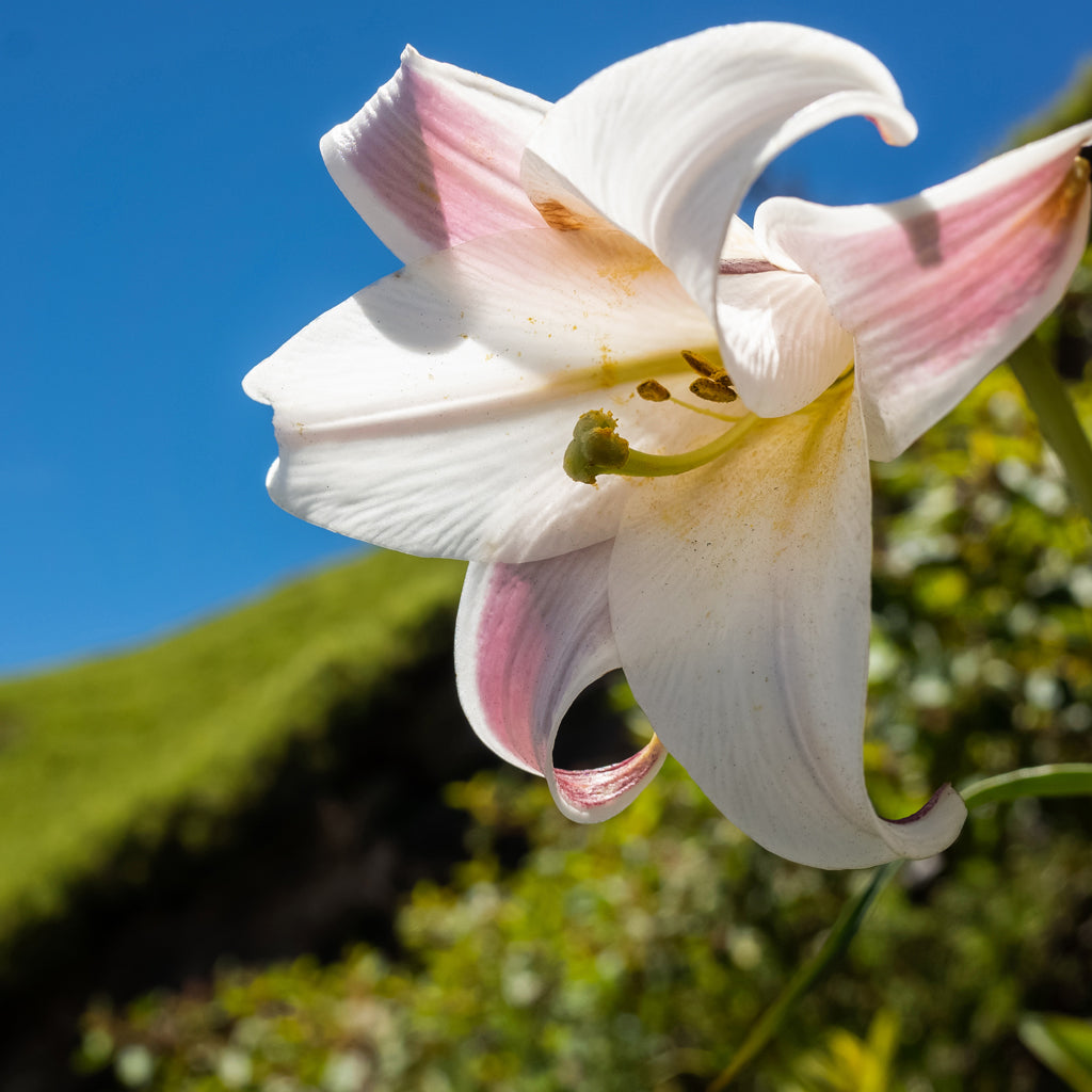 Crinum latifolium Prostate Herb | free usa shipping  | www.crilaforprostate.com